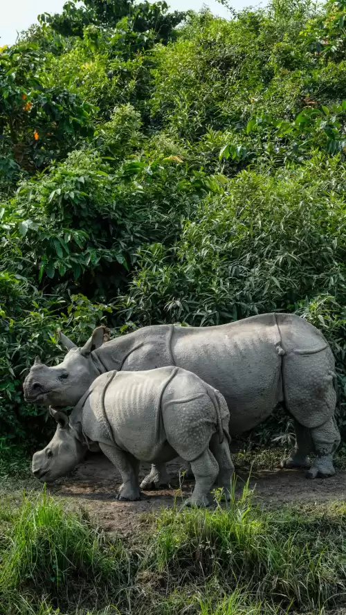 One horned rhinoceros with calf in Kaziranga National Park Assam surrounded by dense greenery showcasing wildlife safari experiences in Assam tour packages