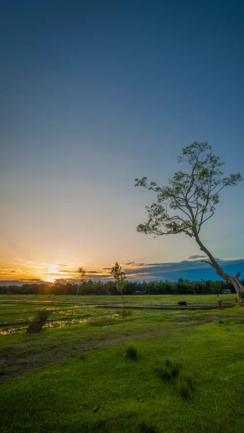 Scenic sunset view in Jorhat Assam with lush green fields and clear sky showcasing natural beauty in Assam tour packages