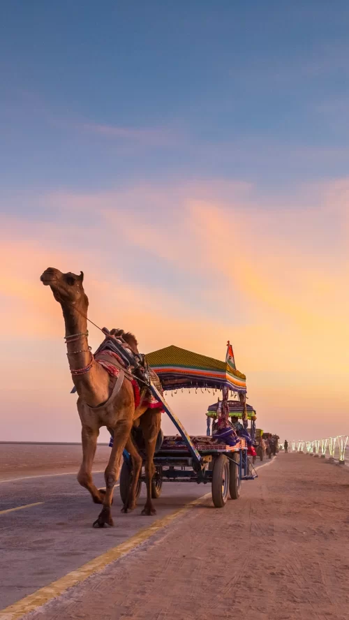 Camel cart ride at Rann of Kutch Gujarat during sunset showcasing cultural desert experiences in Gujarat tour packages