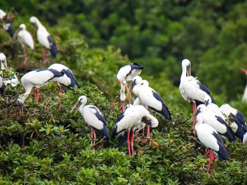 Uppalapadu Bird Sanctuary migratory birds and lush greenery in Andhra Pradesh tour packages.