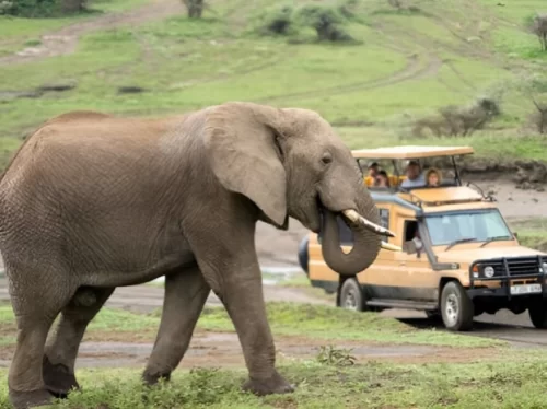 Wildlife Safari experience with a large elephant walking across a grassy savannah while tourists observe from an open safari jeep in the background surrounded by natural landscape.