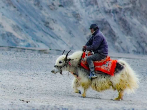 Yak Ride experience featuring a man riding a decorated white yak across a barren mountainous landscape, with rocky hills in the background creating a scenic high-altitude setting.
