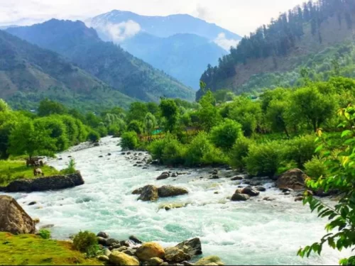 Turquoise Lidder River in Aru Valley Pahalgam during cloudy day, featuring willow trees green meadows and snow-capped mountains, perfect adventure experience Kashmir tour packages.