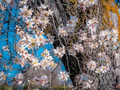 Badamwari Srinagar blooming almond tree branches blue sky featured in Kashmir tour packages