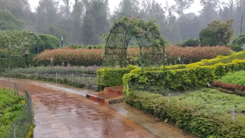 Bryant Park at Kodaikanal during rainy day, featuring flower gardens, rose arches, hedges, misty hills, perfect romantic experience Tamil Nadu tour packages.