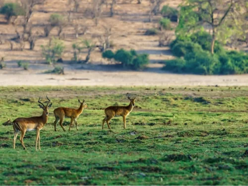 Hangul deer herd grazing Dachigam National Park grassland sparse trees golden light featured in Kashmir wildlife tour packages