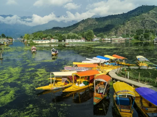 Colorful shikara boats docked Dal Lake Srinagar lily pads Zabarwan mountains cloudy sky featured in Kashmir Srinagar tour packages