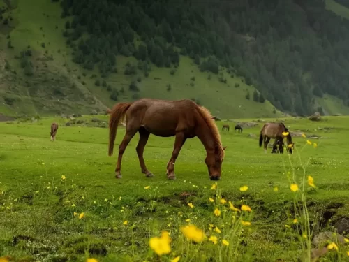 Doodhpathri Kashmir meadow wild brown horses grazing yellow flowers, misty pine hills lush green pastures Pir Panjal backdrop, perfect Budgam Valley horse meadow package.