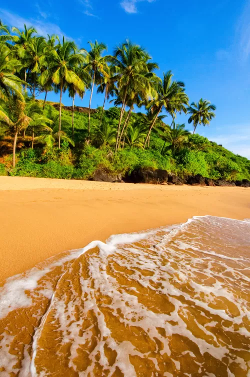 Golden sandy beach with gentle waves and lush coconut palms under clear blue sky in Goa, a tropical paradise experience included in Goa tour packages.