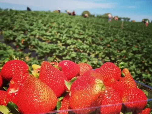 Gulmarg Kashmir fresh red strawberries green fields farmers blue skies basket closeup ripe fruits, perfect strawberry picking farm adventure tour package.