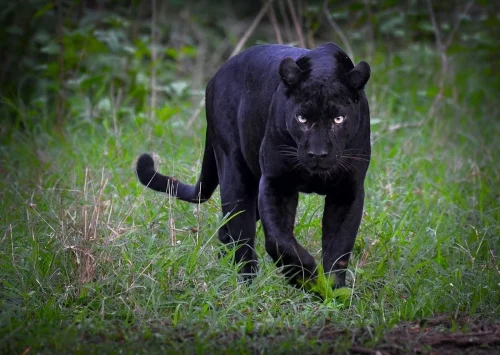 Kabini Wildlife Sanctuary in Kabini featuring a rare black panther prowling through lush green grassy forest, perfect wildlife experience with Kabini tour package.