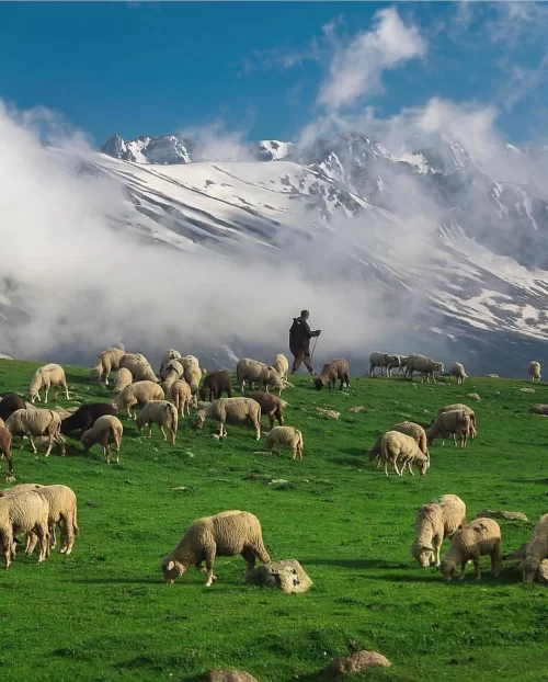 Shepherd grazing sheep in Yusmarg Srinagar Kashmir with lush green meadows and snow-capped mountains, a peaceful countryside experience in Kashmir tour packages