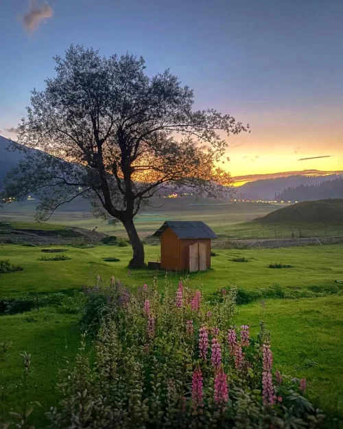 Sunset view in Gulmarg near Srinagar Kashmir with lush meadows and mountain backdrop, a serene retreat featured in Kashmir tour packages