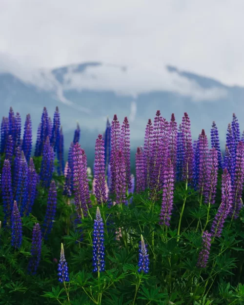 Blooming lupine flowers in Gulmarg near Srinagar Kashmir with misty mountain backdrop, a vibrant summer highlight in Kashmir tour packages