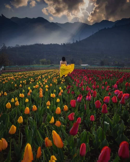 Woman walking through vibrant tulip fields in Srinagar Kashmir with mountain backdrop, a spring highlight in Kashmir tour packages