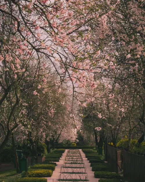 Badamwari Garden in Srinagar Kashmir with blooming almond trees and spring walkway, a seasonal highlight in Kashmir tour packages