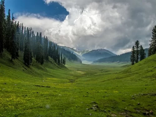 Vast green meadow pine forests Katra region Jammu Kashmir partly cloudy skies, featuring rolling hills snowy Himalayan peaks valley backdrop near Vaishno Devi trek, perfect pilgrimage adventure Jammu Kashmir tour packages.