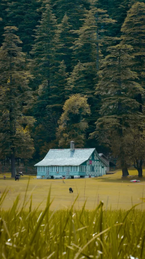 Scenic meadow with a charming cottage surrounded by towering deodar trees in Khajjiar, Himachal Pradesh, often called the Mini Switzerland of India and featured in Himachal Pradesh tour packages.