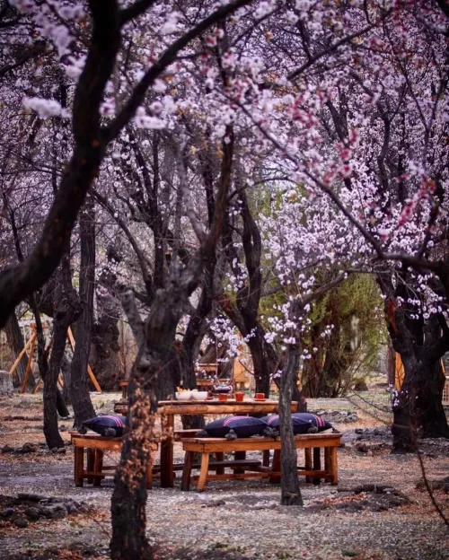 Apricot blossom gardens in Kargil Ladakh with blooming trees and traditional seating, a charming spring experience in Ladakh tour packages