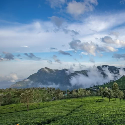 Tea estates view from Lambs Rock Viewpoint Coorg during sunny day, featuring green fields, distant misty mountains, trees, clouds, perfect panoramic experience Karnataka tour packages.