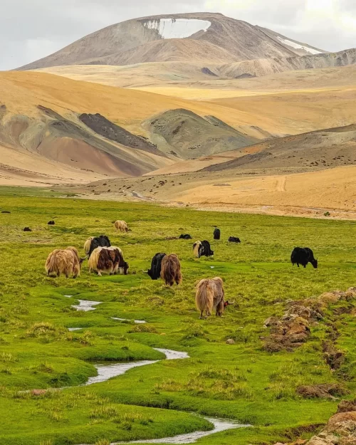 Yaks grazing near Tso Moriri Lake in Ladakh with lush meadows and high-altitude mountains, a scenic experience in Ladakh tour packages