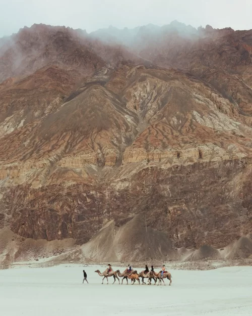 Camel safari at Hunder sand dunes in Nubra Valley Ladakh with dramatic mountain backdrop, a unique desert experience in Ladakh tour packages
