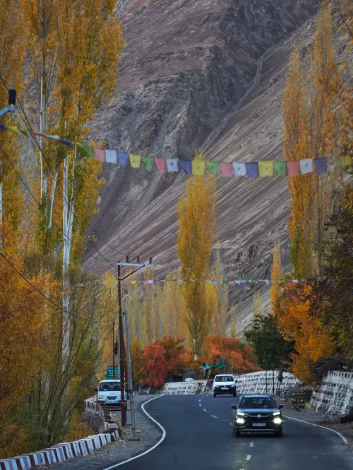 Autumn drive through Kargil Ladakh with golden poplar trees and mountain backdrop, a scenic seasonal highlight in Ladakh tour packages