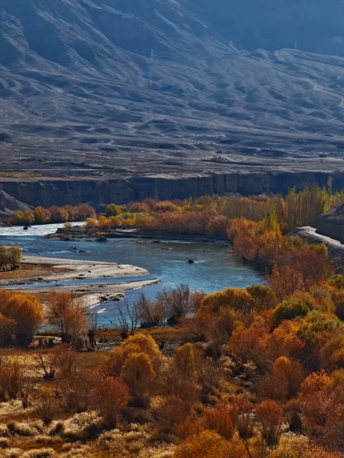 Autumn landscape in Kargil Ladakh with colorful foliage along the river and dramatic mountain backdrop, a seasonal highlight in Ladakh tour packages
