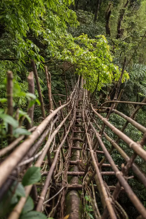 Traditional living root bridge in Meghalaya woven from tree roots across dense forest showcasing unique natural architecture in Meghalaya tour packages