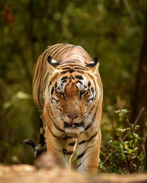 Pench Tiger Reserve majestic Bengal tiger in dense forest safari zone in Madhya Pradesh tour packages