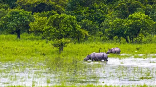 Pobitora Wildlife Sanctuary