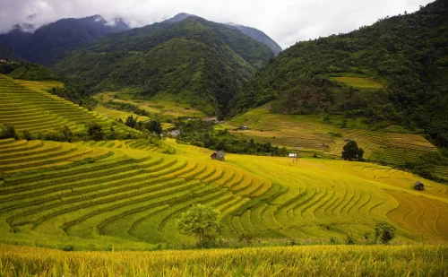 Sangti Valley Paddy Fields