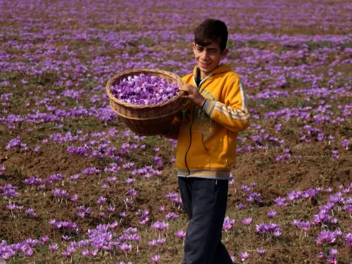 Pampore saffron fields young farmer boy holding basket of purple crocus flowers amid vast blooming fields, perfect Kashmir tour packages.