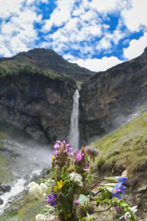 Wildflowers in the foreground with a tall mountain waterfall cascading down rocky cliffs in Sissu, a scenic Himalayan gem featured in Himachal Pradesh tour packages.