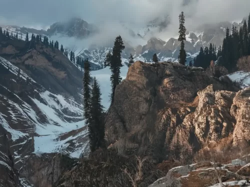 Pine trees at Sonamarg valley during misty morning, featuring snowy peaks & glaciers, perfect adventure experience Kashmir tour packages.