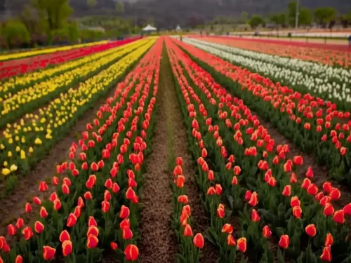 Striped rainbow tulip fields at Srinagar garden during sunny day, featuring pavilions, hills and visitors, perfect romantic experience in Srinagar tour package.
