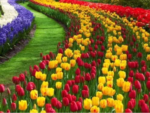 Vibrant tulip garden at Srinagar during spring bloom, featuring rainbow flower beds and pathways, perfect romantic experience in Srinagar tour package. 
