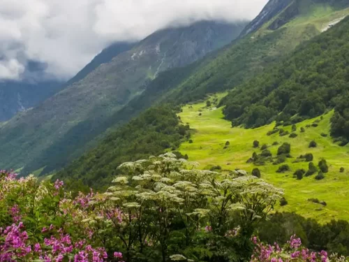 Valley of Flowers National Park near Ghangharia, Uttarakhand with vibrant alpine blooms and lush green meadows beneath misty mountains, a UNESCO World Heritage site featured in Uttarakhand tour packages