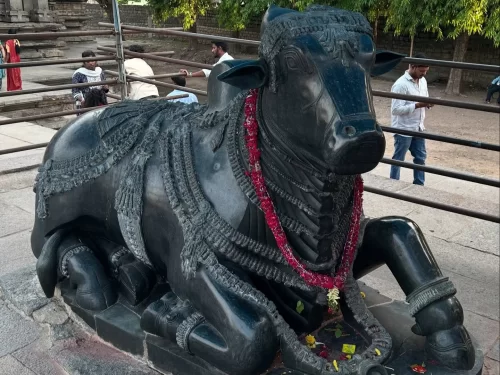 Monolithic black granite Nandi statue adorned with red garlands bells at Thousand Pillar Temple visitors railings trees temple backdrop, ideal for Warangal Telangana heritage tours.