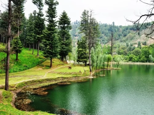 Yusmarg meadow lake during misty day Kashmir, featuring lush green Nilnag lake shore pine trees distant deer hills, perfect kashmir tour packages.